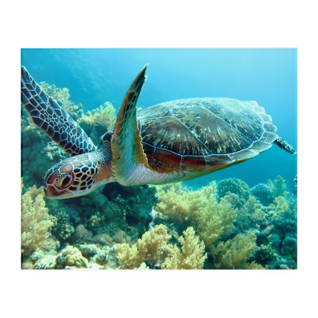 Green Sea Turtle Swims the Red Sea Acrylic Print (Front)