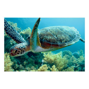 Green Sea Turtle Swims the Red Sea Poster