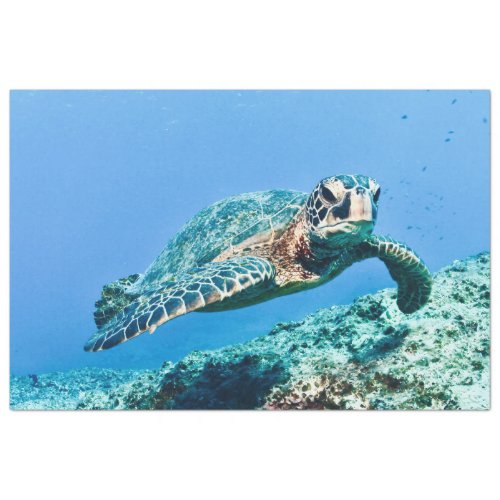 Green Sea Turtle  Tissue Paper