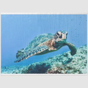 Green Sea Turtle Tissue Paper