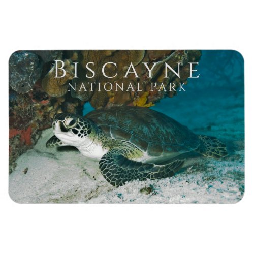 Green Sea Turtle under Water Biscayne NP Magnet