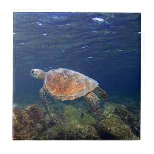 Green sea turtle underwater paradise island ceramic tile