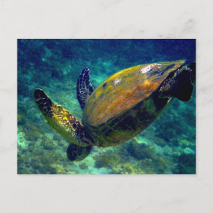 Green Sea turtles Postcard