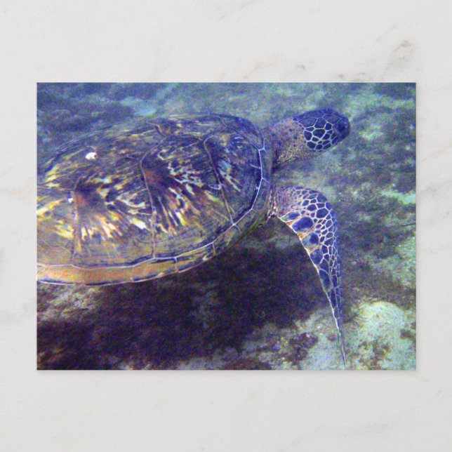 Green Sea turtles Postcard (Front)