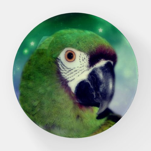 Green Severe Macaw Parrot Bird Art   Paperweight