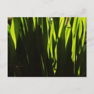 Green Shadows Leaves Postcard
