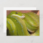 green snake (Front/Back)