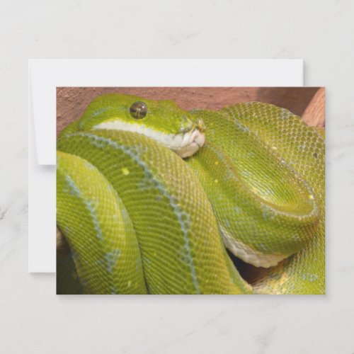 green snake personalized invites