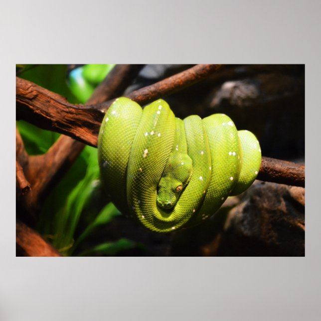 Green snake animal poster (Front)