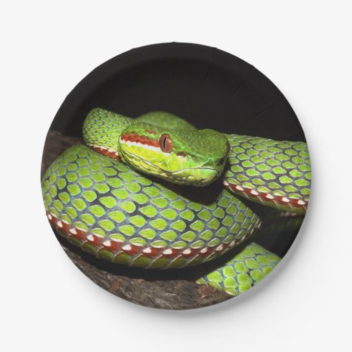 Green snake for reptile lovers paper plates