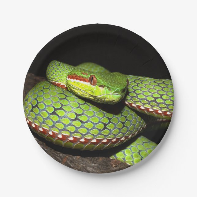 Green snake for reptile lovers paper plates (Front)