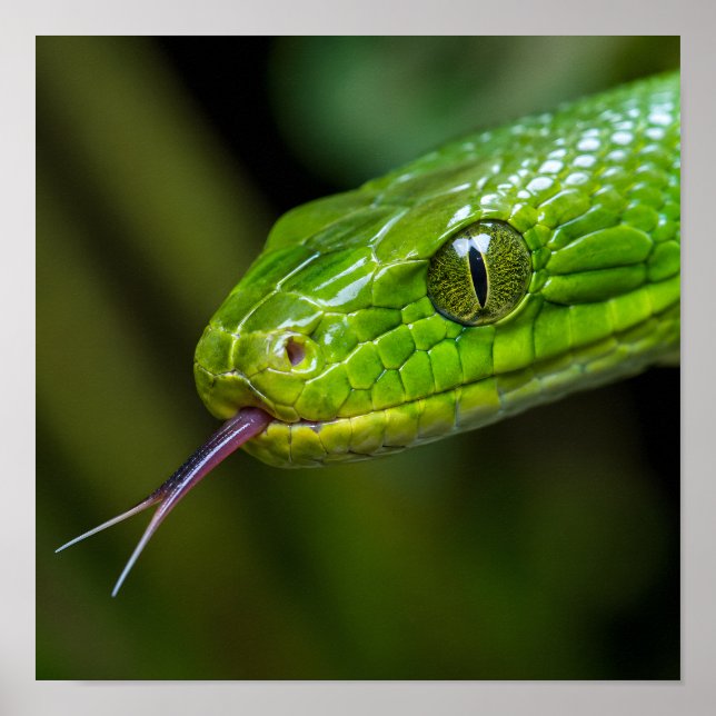 Green Snake Head Poster (Front)