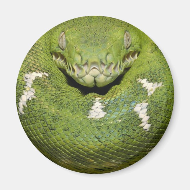 Green Snake Product Magnet (Front)