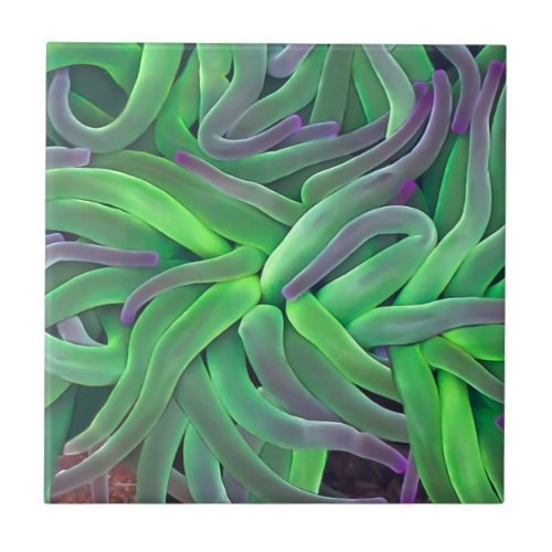 Green snakelocks anemone tentacles ceramic tile