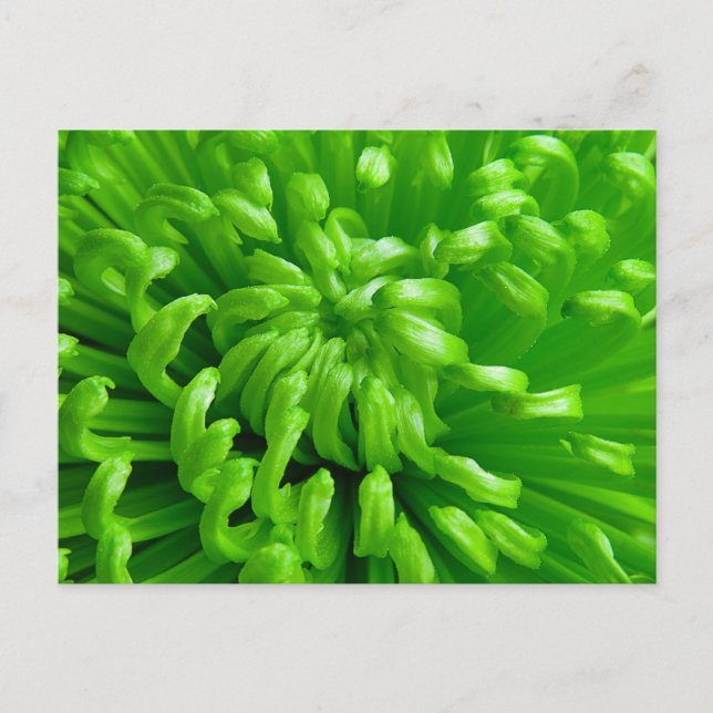 Green Spider Mums Postcard (Front)