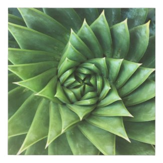 Green Spiral Aloe Polyphylla Geometric Succulent Faux Canvas Print