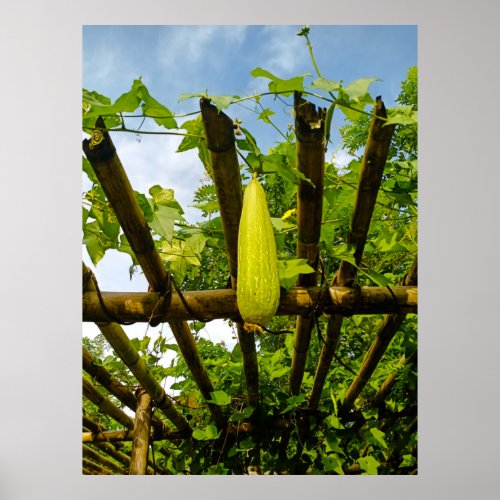 Green Sponge Gourd Farm Poster