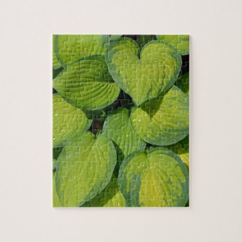 Green spring hosta plant leaves jigsaw puzzle