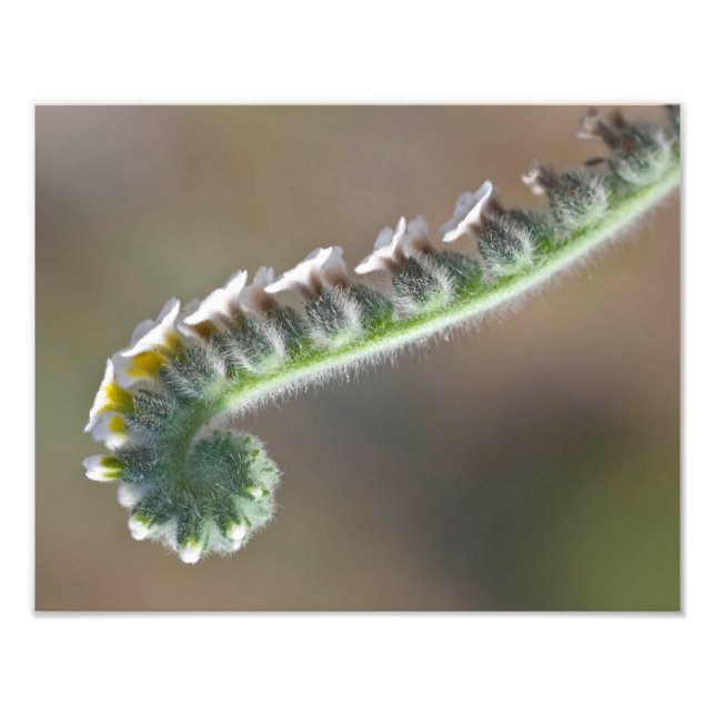 green spring time curly flower photo print (Front)