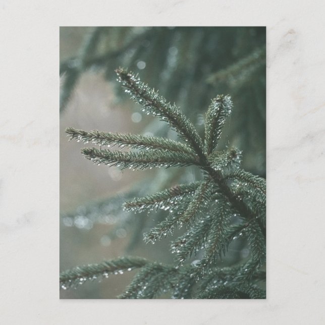 Green spruce tree close-up, Christmas aesthetic Holiday Postcard (Front)
