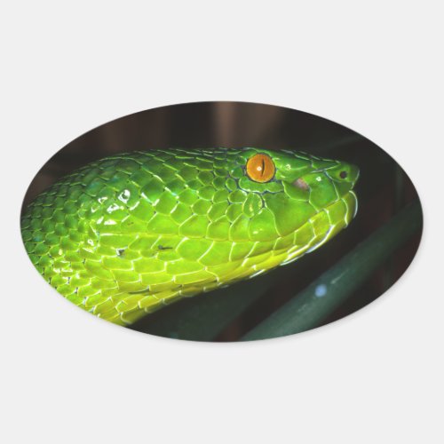 Green Stejnegers pit viper snake Oval Sticker
