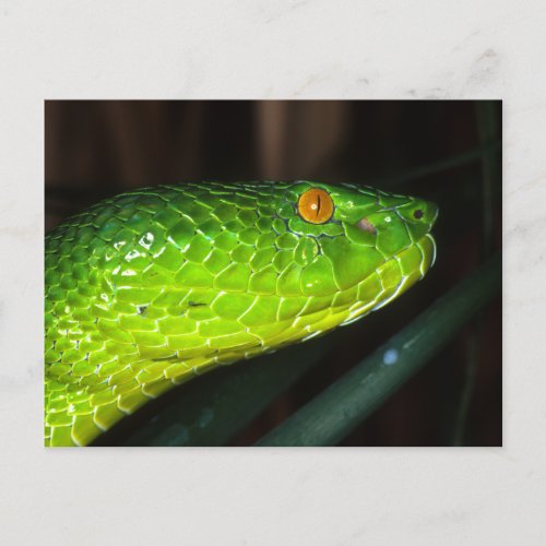 Green Stejnegers pit viper snake Postcard
