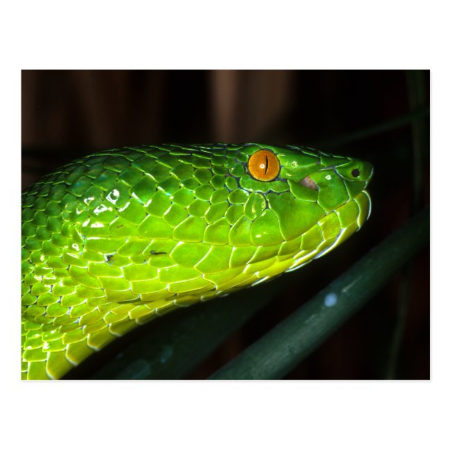 Green Stejneger's pit viper snake