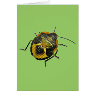 Green Stink Bug Nymph Coordinating Items Cards