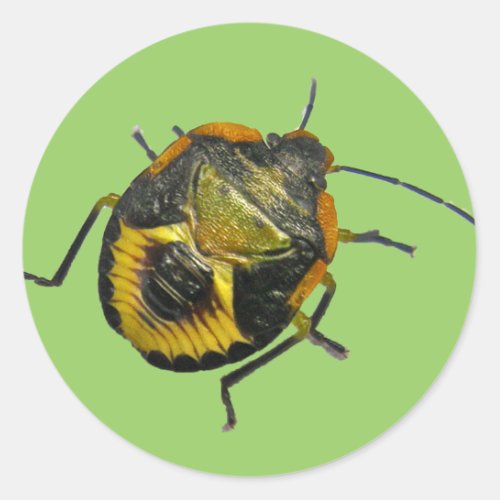 Green Stink Bug Nymph Coordinating Items Classic Round Sticker