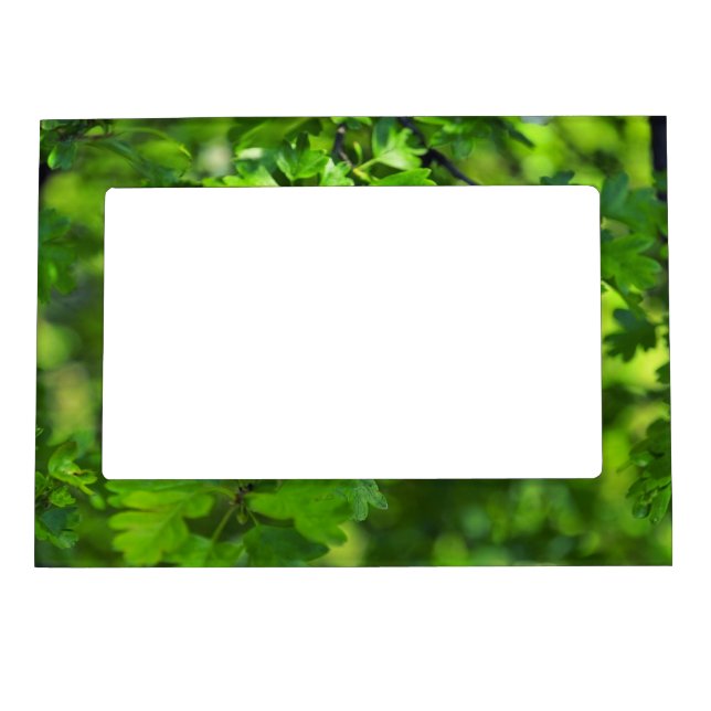 Green stpring trees magnetic frame (Front)