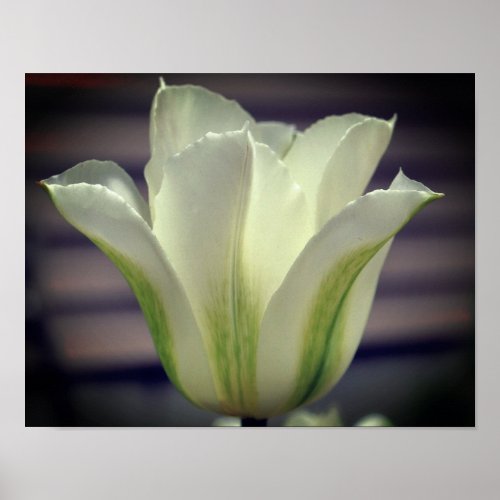 Green Striped Tulip Flower Close Up Poster