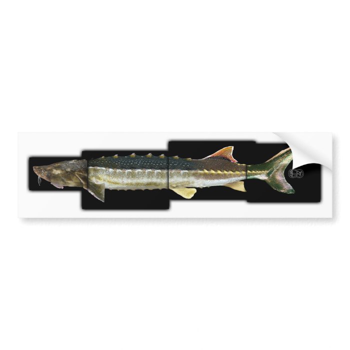 Green Sturgeon   Acipenser medirostris Bumper Sticker