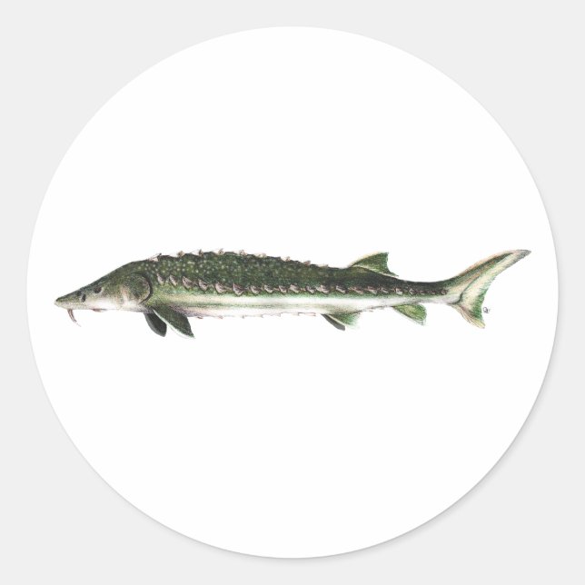 Green Sturgeon - Acipenser medirostris Classic Round Sticker (Front)