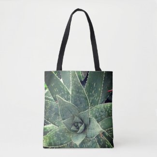 Green succulent aloe photography