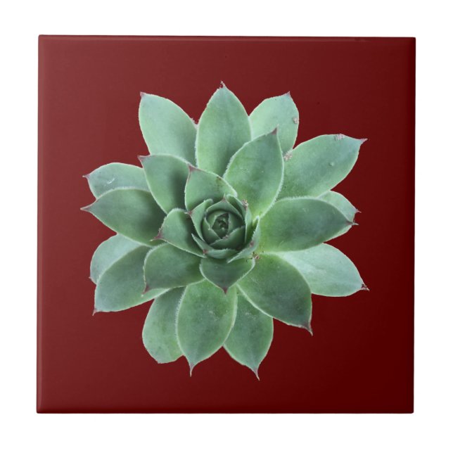 Green Succulent Botanical Desert Red Ceramic Tile (Front)