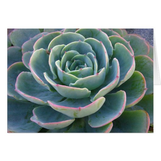 Green Succulent Card (Front Horizontal)