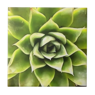 Green Succulent Close Up Cacti Art Ceramic Tile