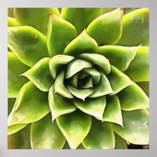Green Succulent Close Up Cacti Art Poster
