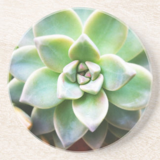 Green Succulent Drink Coaster