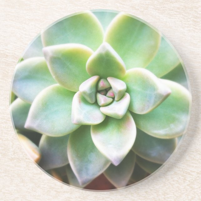 Green Succulent Drink Coaster (Front)