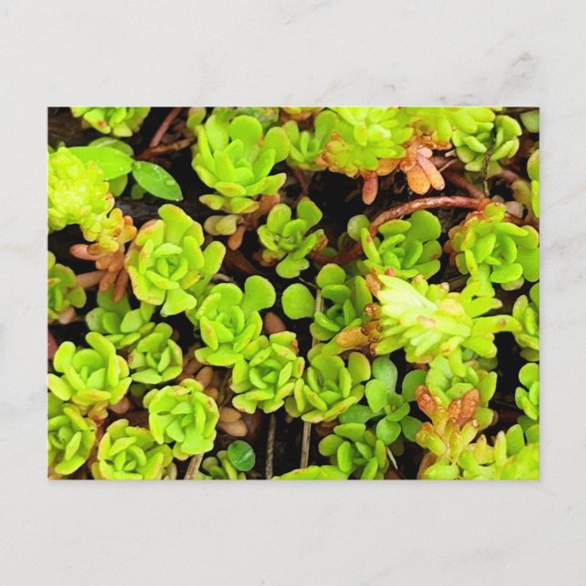 Green Succulent Flowers Postcard (Front)