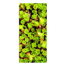 Green Succulent Flowers