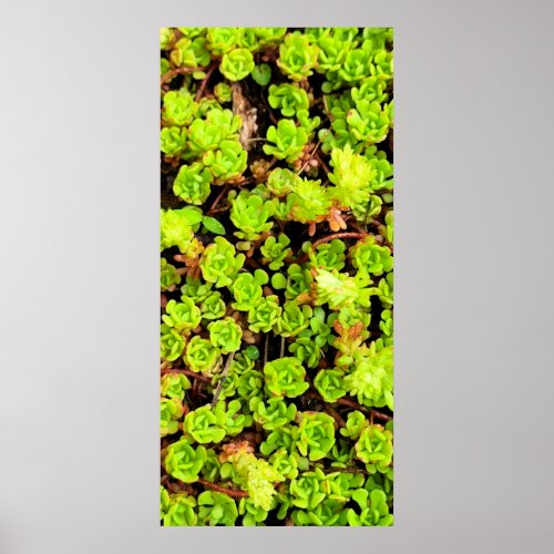 Green Succulent Flowers Poster