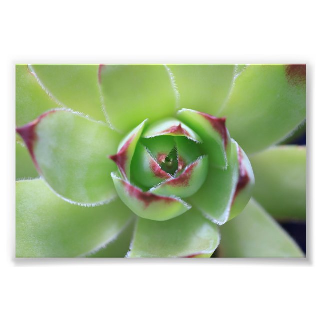 Green Succulent Macro with Red-Tipped Leaves Photo Print (Front)