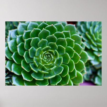 Green Succulent Nature Photography Poster
