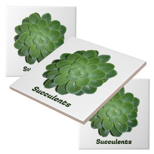 Green Succulent Photographic Natural Botanical Ceramic Tile