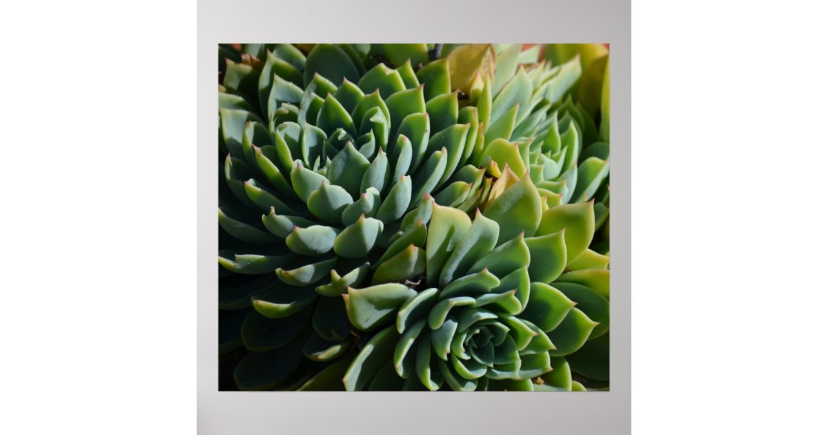 Green Succulent Plant Poster | Zazzle.com