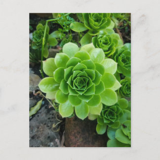 Green succulent postcard