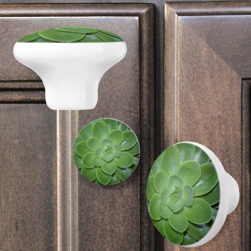 Green Succulents Botanical Photographic Ceramic Knob