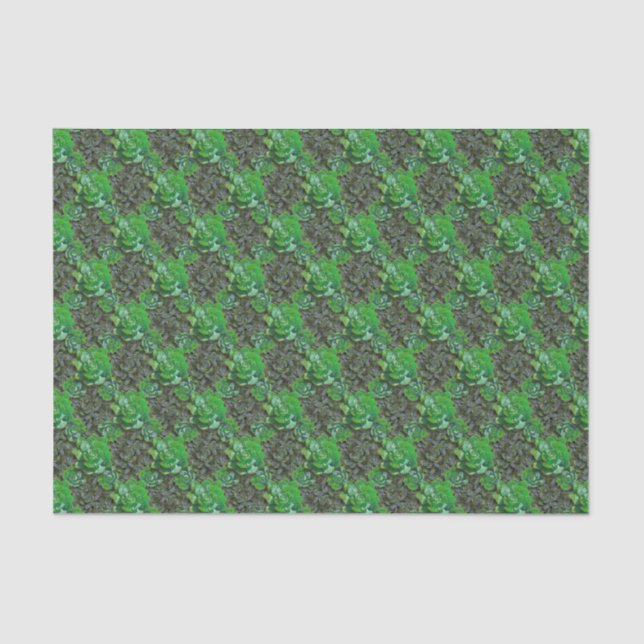 Green Succulents Lattice Pattern Tissue Paper (Front)